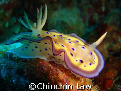 kune's chromodoris by Chinchin Law 